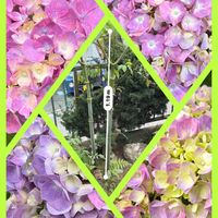 皇帝ダリア,皇帝ダリア,紫陽花,紫陽花,パクチーの画像