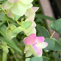 オレガノ ケントビューティー,今日の一枚,ありがとう♡,コラージュ仲間達,ニコニコ日曜日の画像