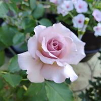 バラ,乙女心,ガーデニング,ピンクの花,かわいいな♡の画像