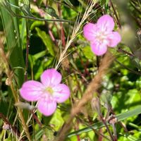 ヒメジョオン,ママコノシリヌグイ,スイセンノウ(フランネルソウ),紫露草(ムラサキツユクサ),夕化粧（ゆうげしょう）の画像