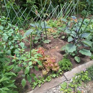 夏野菜,家庭菜園の画像