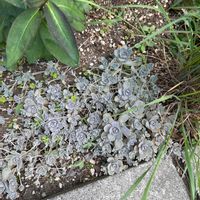 子持ち蓮華の画像