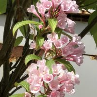 アグロステンマ,ハマナス,うつぎ(卯木),花のある暮らし,緑のある暮らしの画像