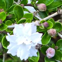 ハクチョウゲ,八重咲きハクチョウゲ,感謝,花のある暮らし,いつまでもの画像