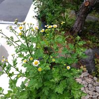 スカビオサ,マトリカリア,フランス小菊（マトリカリア）の画像