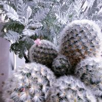 カルメナエ,カルメナエ,シルバーレース,レモンローズゼラニウム,いつもありがとう❤️の画像