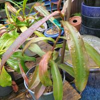 ネペンテス,食虫植物,食虫植物・ウツボカズラの画像