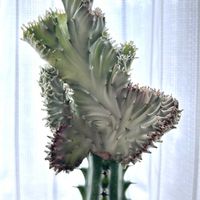 マハラジャ,ユーフォルビア マハラジャ,ユーフォルビア マハラジャ,ユーフォルビア・ラクテア,多肉植物の画像