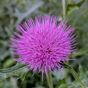 ノアザミ,野薊,雑草,山野草,野草の画像