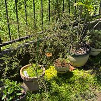 ソフォラ　リトルベイビー,花のある暮らし,みどりのある暮らし,おうち園芸,元気に育ててますよの画像