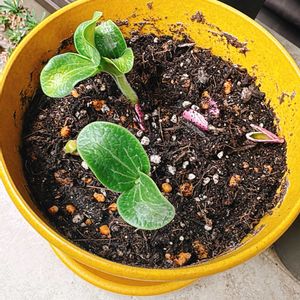 ズッキーニ,夏野菜,植中毒,GS日和,ベランダの画像