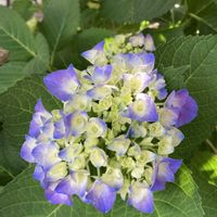 アジサイ,リシマキア,紫陽花,地植え,ガーデニングの画像
