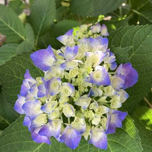 アジサイ,リシマキア,紫陽花,地植え,ガーデニングの画像