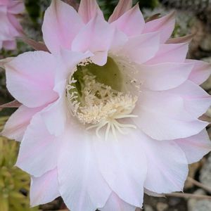 癒し,美しい,放置,花が好き,成長の画像
