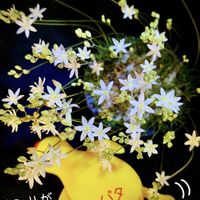 デージー,ヒメジョオン,オーニソガラム　リトプソイデス,多肉植物,お庭の植物の画像