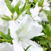 シャクナゲ,ヤマツツジ,リュウキュウツツジ,今庭,ヒノデツツジの画像