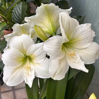 ミセバヤの画像