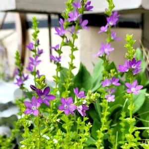 地植え,かわいいな♡,お花好き,自己流ガーデニング,お花のある暮らし✩︎⡱の画像