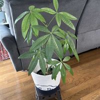 パキラ,コーヒーの木,ペペロミア オブツシフォリア,観葉植物,リビング・ダイニングの画像