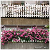 バラ,つるバラ,ばら バラ 薔薇の画像