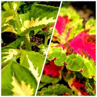 コリウス,梅(うめ),我が家の花壇,梅シロップ,毎年お迎え♡の画像