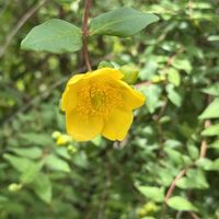 アマリリス,キンシバイ,キンシバイ,サントリナ,ヒメイワダレソウの画像