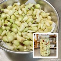 ラッキョウ,家庭菜園奮闘日記,チーム岐阜,キッチン,家庭菜園の画像