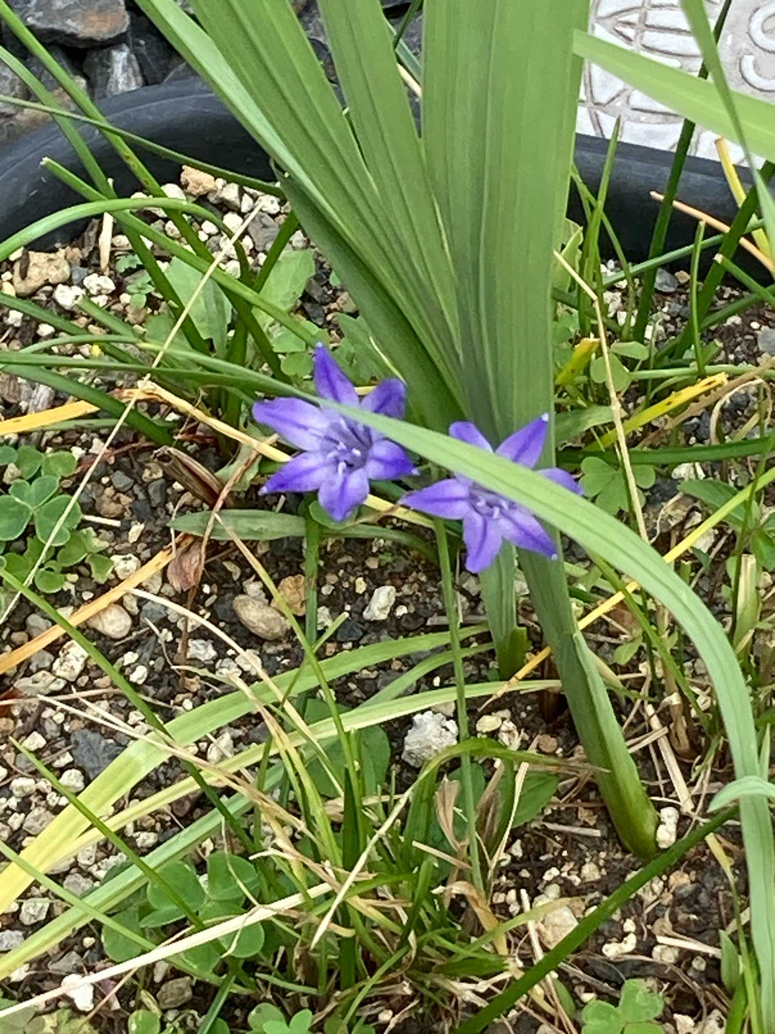 2月18日のお花はチオノドクサ｜🍀GreenSnap（グリーンスナップ）