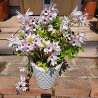 デンドロビウム,寄せ植え,ガーデニング,小さな花壇,花いろいろの画像