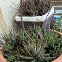 ジュウニノマキ,多肉植物,小さな花,多肉植物のある暮らしの画像