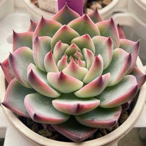ピーチコロン,多肉植物,エケベリア属,多肉中毒,タニラーの画像