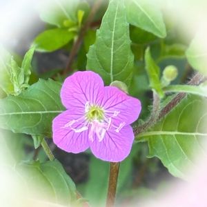 名前を教えて,雑草,名前を教えてください,お散歩中,素敵の画像