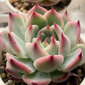 チワワエンシス,多肉植物,エケベリア属,多肉中毒,タニラーの画像