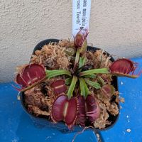 ハエトリソウ,観葉植物,食虫植物,ガーデニング,花のある暮らしの画像