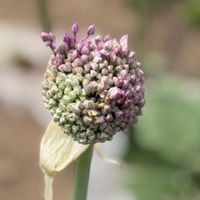 ニンニク,ジャンボニンニク,お花が好き♡,植物が好き♡,紫色の花の画像