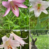 ササユリ,ササユリ,ササユリの里,ササユリの里,ユリ科の画像