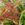sweetleaf