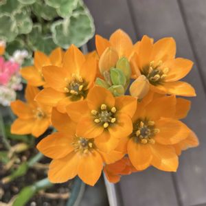 オーニソガラム,ウッドデッキ,病気に負けない心,明日はきっと良い日になる,大切な日常の画像