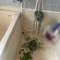 グリーンネックレス,ポトス,リプサリス,多肉植物,観葉植物の画像
