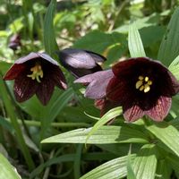 クロユリ,散歩,GSに感謝。,自然大好き,植物散策の画像