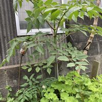 皇帝ダリア,台風接近,花のある暮らし,in鹿児島,おうち園芸の画像