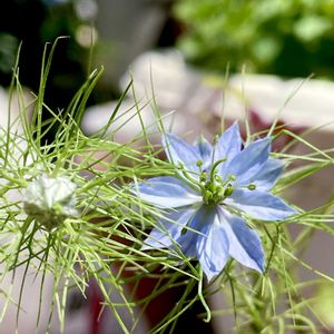 ニゲラ,多肉植物,観葉植物,ガーデニング,種まきの画像