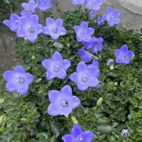ベルフラワー,ありがとう♡,お花大好き♡,GSに感謝,育てる喜びの画像