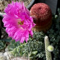 サボテン,桜吹雪,亀甲竜,紫太陽,亀おかきの画像
