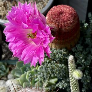 サボテン,桜吹雪,亀甲竜,紫太陽,亀おかきの画像
