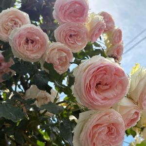 花のある暮らし,緑のある暮らし,イングリッシュガーデン,チーム長野,白輝美人の画像