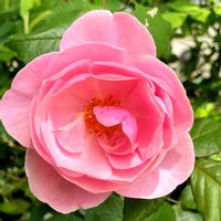 コウリンタンポポ,コウリンタンポポ,ノイバラ,ノイバラ,バラの画像
