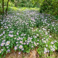 エビネ,シラン,タツナミソウ,ヒメサユリ,ミヤコワスレの画像
