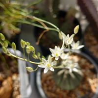 オーニソガラム,ミニミニランラン夢ちどり,オーニソガラム トルツオスム,花のある暮らし,多肉のある暮らしの画像