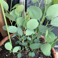 ユーカリポポラス,鉢植えの植え替えの画像